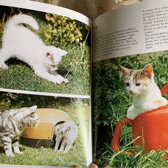 Cats In Color & Kittens In Color Books by Anna Pollard - Picture 4 of 4
